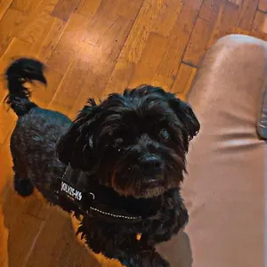 Black Dog Budapest